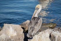 Pelican In The Sun by agrofilms