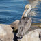 Pelican-in-the-sun