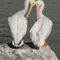 Pelican-love