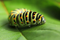 Caterpillar by Fernand Reiter