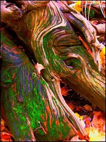 Roots, in colour von Sabine Cox