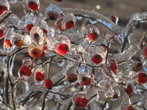 Frozen Rosehips by Sabine Cox