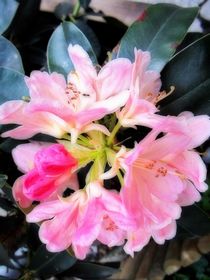 Rhododendron by Sabine Cox