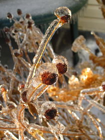 Iced Seeds  by Sabine Cox