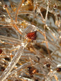 Iced Seeds 2 by Sabine Cox