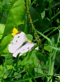 White Butterfly von Sabine Cox