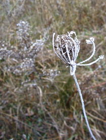 Ice-Laced Queen Anne's Lace by Sabine Cox