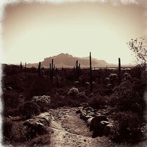 Arizona Desert by Sabine Cox