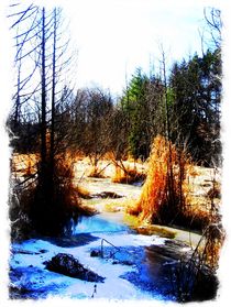 Swamp in Winter von Sabine Cox