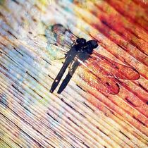 Dragonfly by Sabine Cox