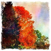 Fall Colours von Sabine Cox