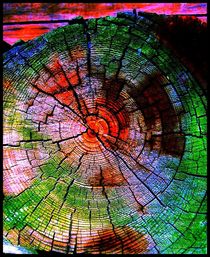 Tree Colours von Sabine Cox