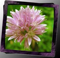 Chive Flower by Sabine Cox