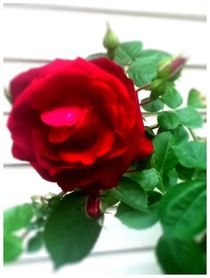 Red Red Rose von Sabine Cox