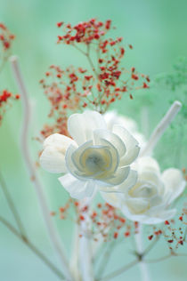 Weiße Rosenblüten Stillleben von Tanja Riedel
