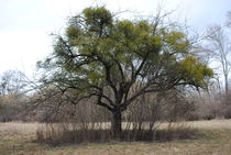 Mistelbaum von hannahw