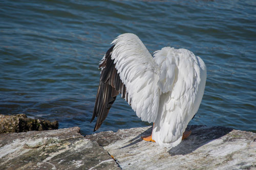 Shy-pelican