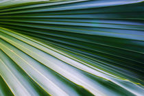 Palm Tree Leaf by agrofilms