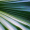 Palm-tree-leaf