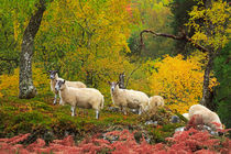Sheep Grazing in Autumn von Louise Heusinkveld