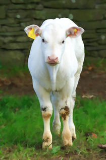 White Calf by Louise Heusinkveld