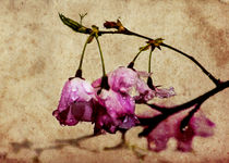 Misty Cherry Blossoms von Jon Woodhams