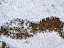 Ice needles/foot by madle-fotowelt