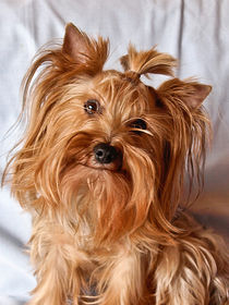 Yorkshire Terrier by madle-fotowelt