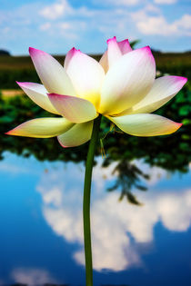 The Lotus Blossom by Jon Woodhams