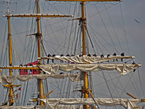 The Gorch Fock at the port of Hamburg/Germany by madle-fotowelt