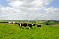Herd of Bull Calves near Litton by Rod Johnson