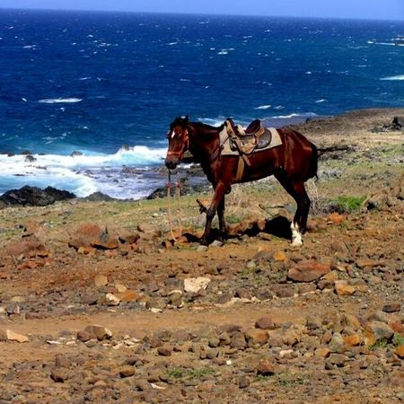 Rode-on-the-beach-saddled-horse