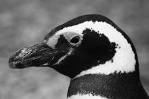 Magellanic Penguin, Spheniscus magellanicus, b/w by travelfoto