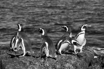 Magellanic Penguin, Spheniscus magellanicus, b/w by travelfoto