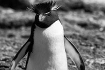 Rockhopper Penguin, Eudyptes chrysocome, black and white by travelfoto