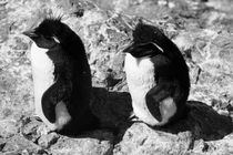Rockhopper Penguin, Eudyptes chrysocome, black and white von travelfoto