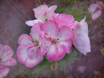 Pretty Blossoms by Judy Hall-Folde