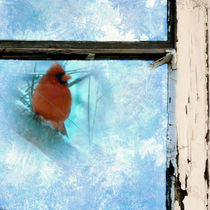Cardinal in the Frost by Jon Woodhams