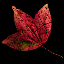 Leaf and Tree by Jon Woodhams
