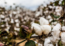 Cotton Boll by Jon Woodhams