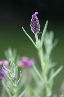 Lavendel von meleah