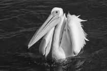 Pelican in black and white by travelfoto