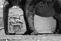 Elefant and Springboks in Etosha Nationalpark von travelfoto