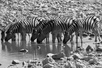 Zebras at a waterhole in Etosha national park, Namibia von travelfoto
