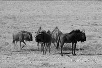 Gnu Herde im Etosha Nationalpark, Namibia by travelfoto
