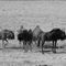 Namibia-tiere-6