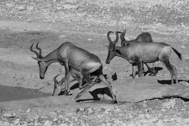 Namibia-tiere-7