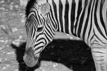 Zebra portrait in black and white, Namibia von travelfoto