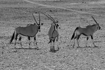 Oryx Antilopen s/w by travelfoto