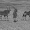 Namibia-tiere-9